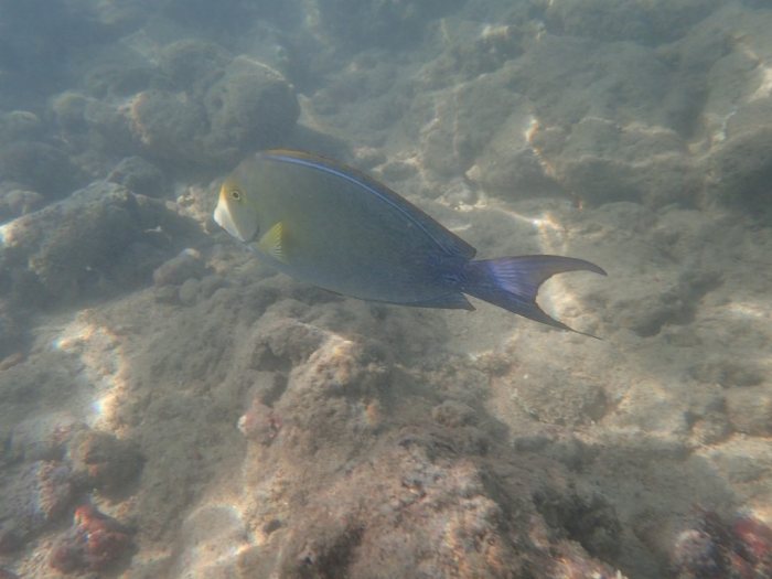 Acanthurus xanthopterus