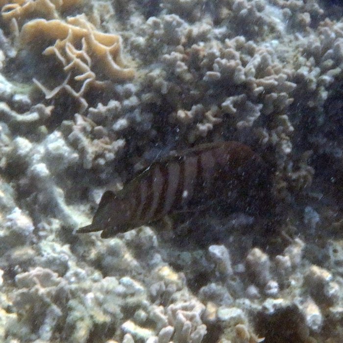 Cephalopholis boenak