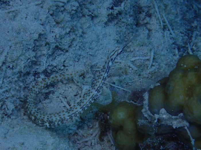 Corythoichthys ocellatus