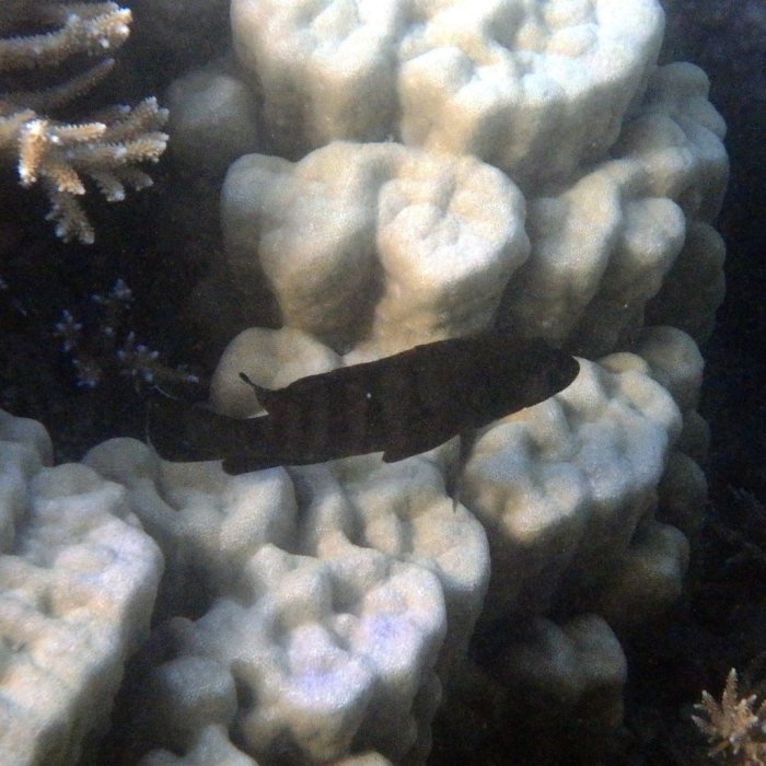 Cephalopholis boenak