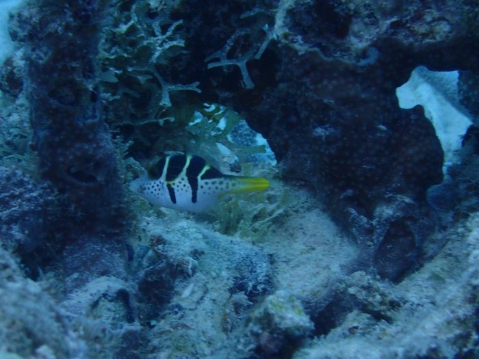Canthigaster valentini