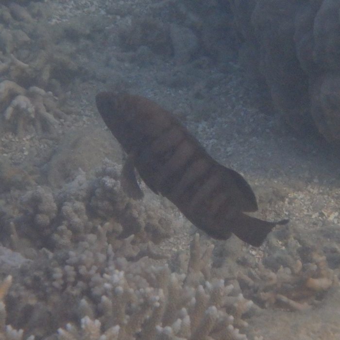 Cephalopholis boenak