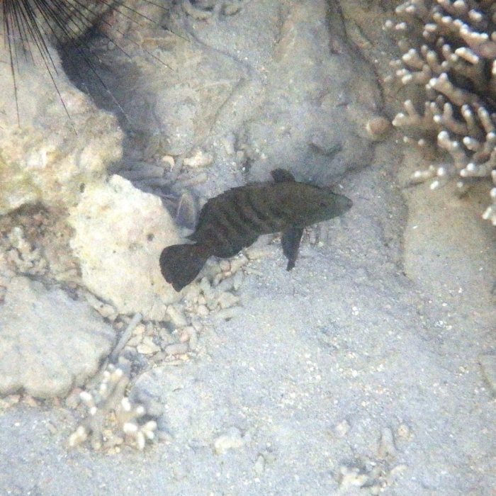 Cephalopholis boenak