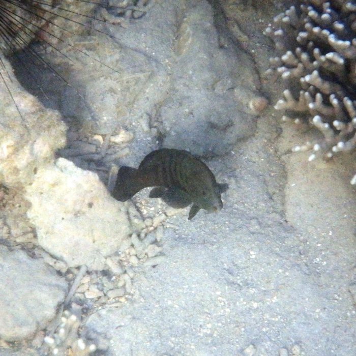Cephalopholis boenak