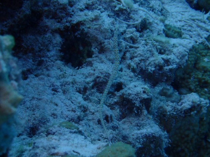 Corythoichthys ocellatus
