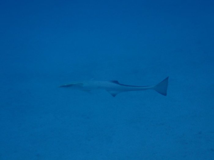 Rémoras