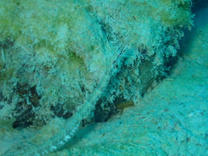 Corythoichthys haematopterus