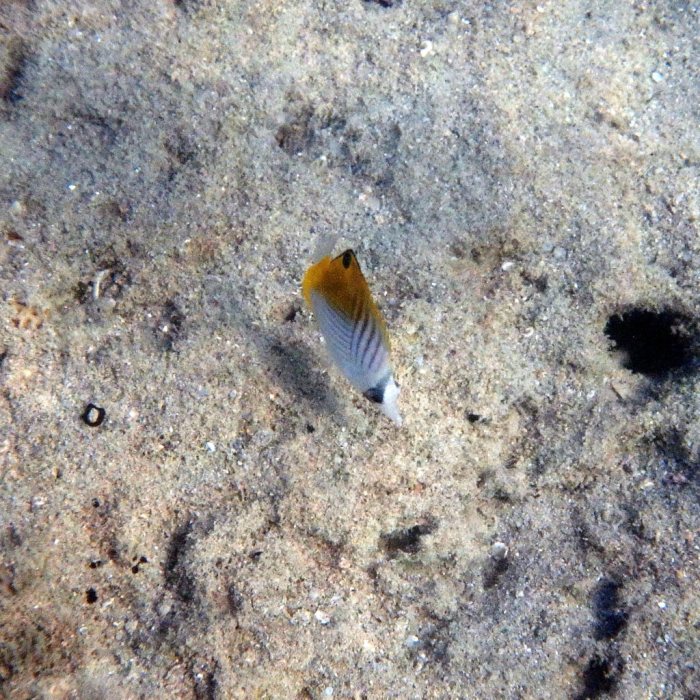 Chaetodon auriga