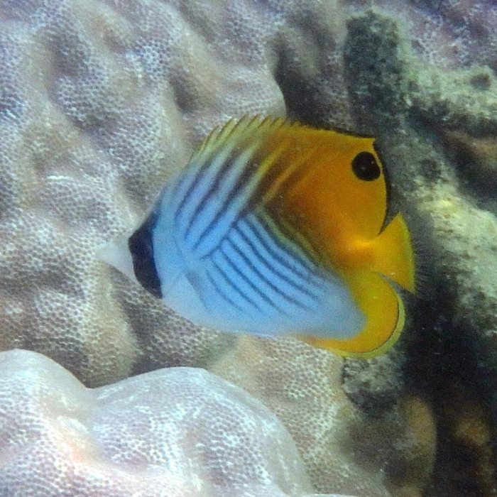Chaetodon auriga