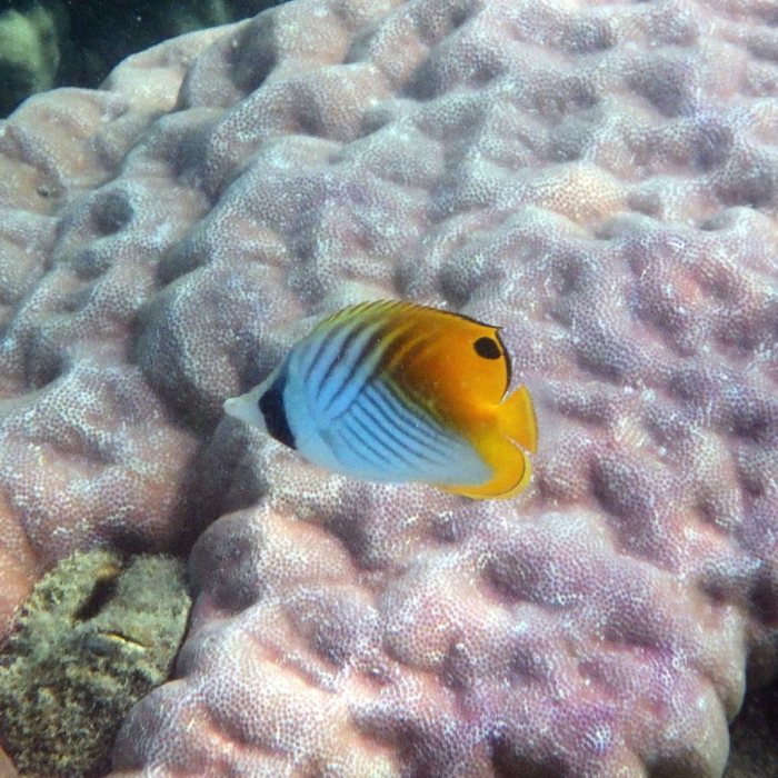 Chaetodon auriga