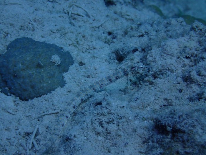 Corythoichthys haematopterus