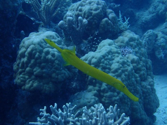 Aulostomus chinensis