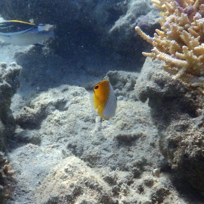 Chaetodon auriga