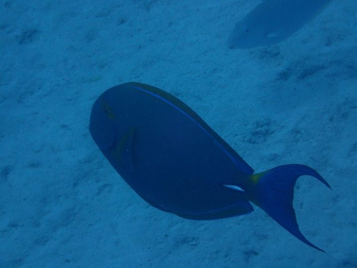 Acanthurus xanthopterus