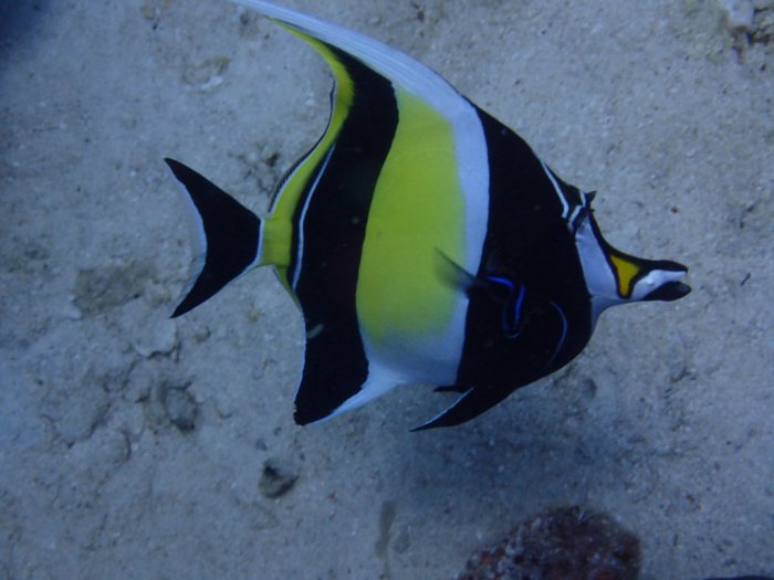 Zanclus cornutus