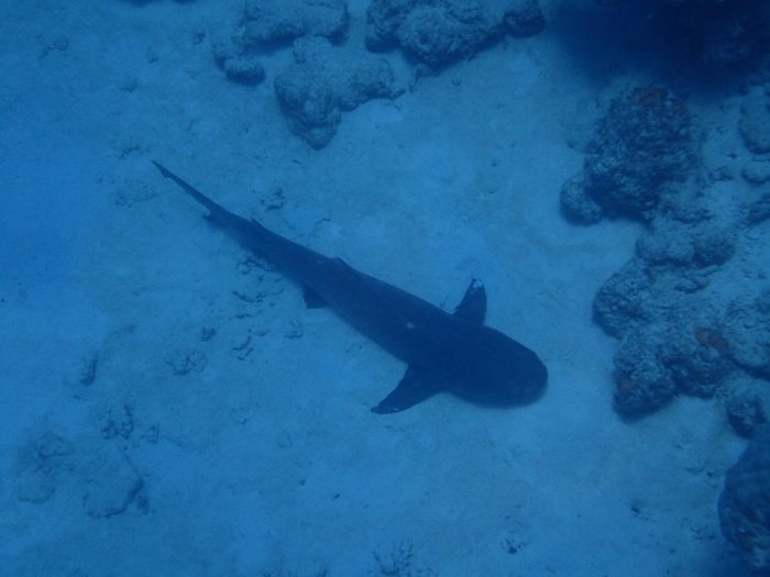 Requin à pointe blanche du lagon