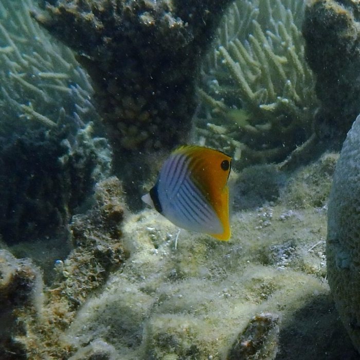 Chaetodon auriga