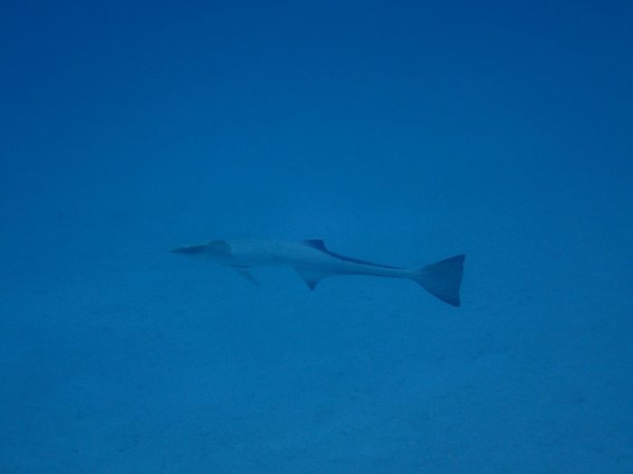 Rémoras