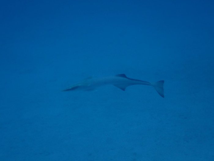 Rémoras