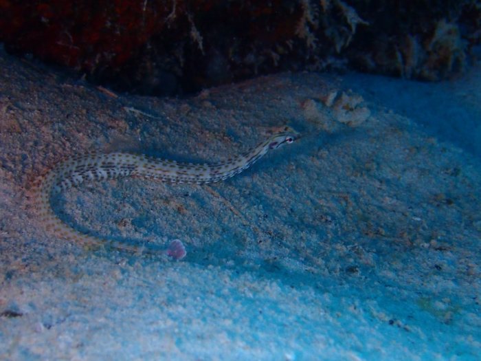 Corythoichthys ocellatus
