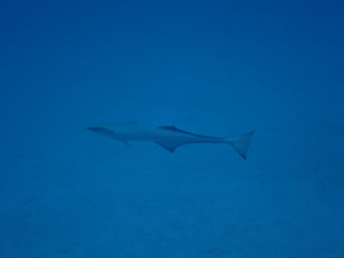 Rémoras