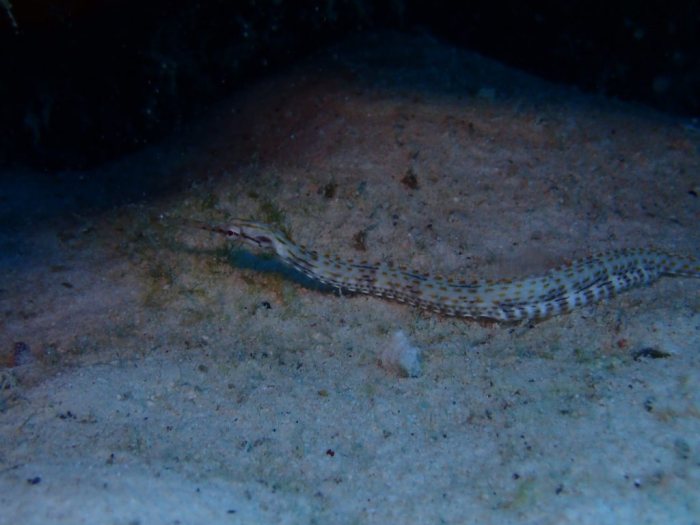 Corythoichthys ocellatus
