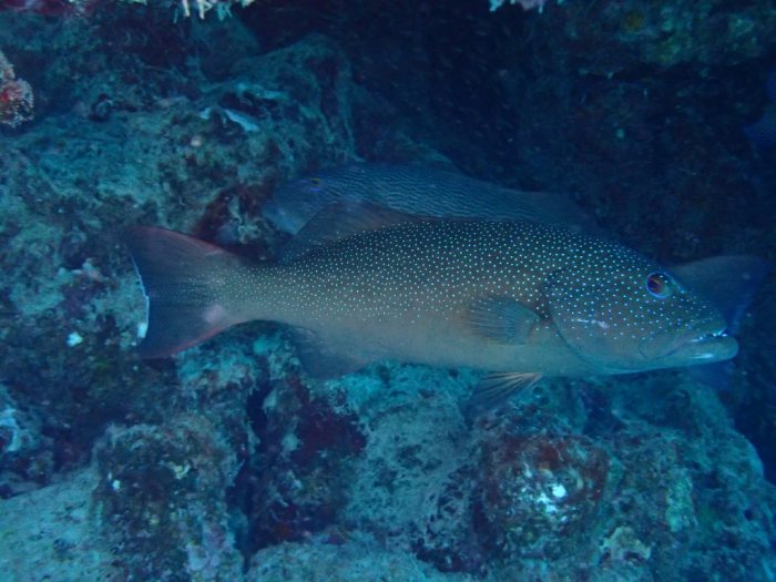 Plectropomus leopardus