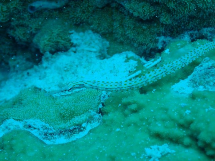 Corythoichthys ocellatus