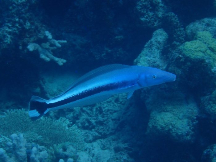 Malacanthus latovittatus