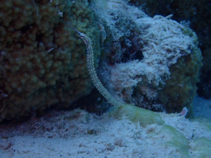 Corythoichthys haematopterus
