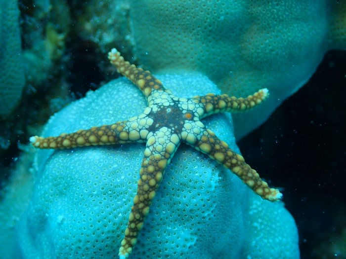 Celerina heffernani