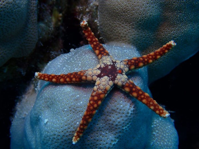Celerina heffernani