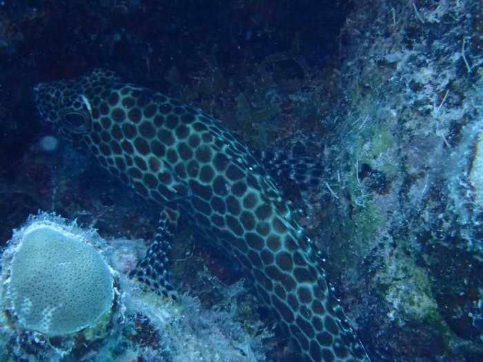 Epinephelus merra