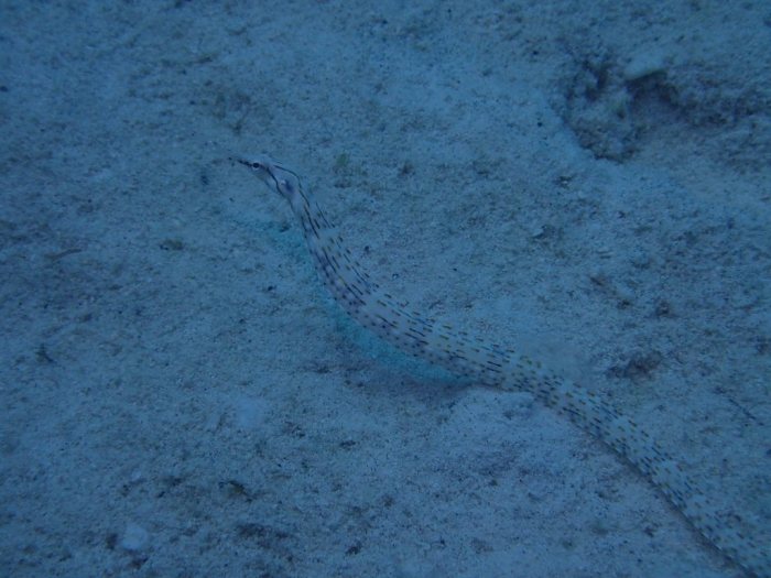 Corythoichthys haematopterus