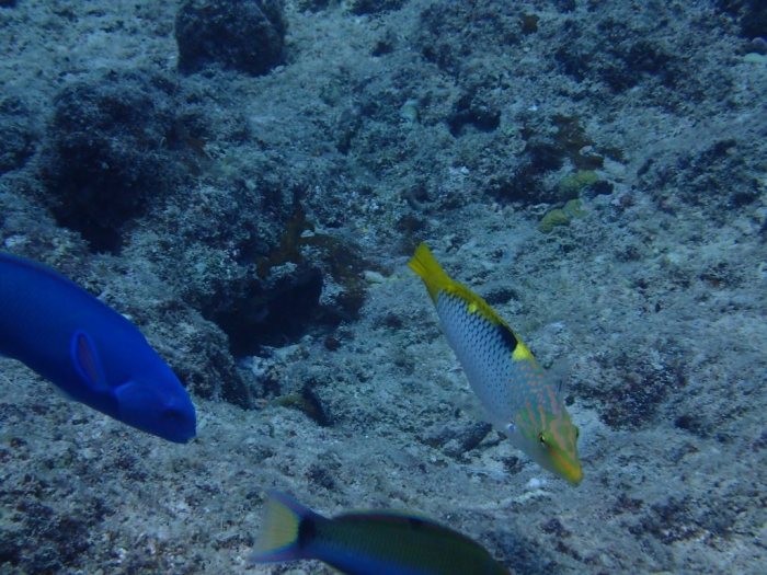 Halichoeres hortulanus