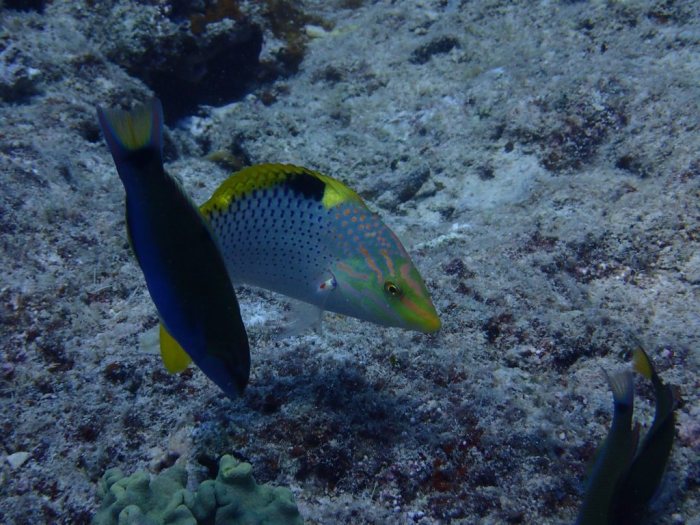 Halichoeres hortulanus