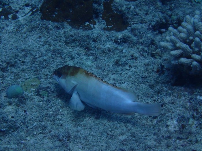 Epinephelus fasciatus