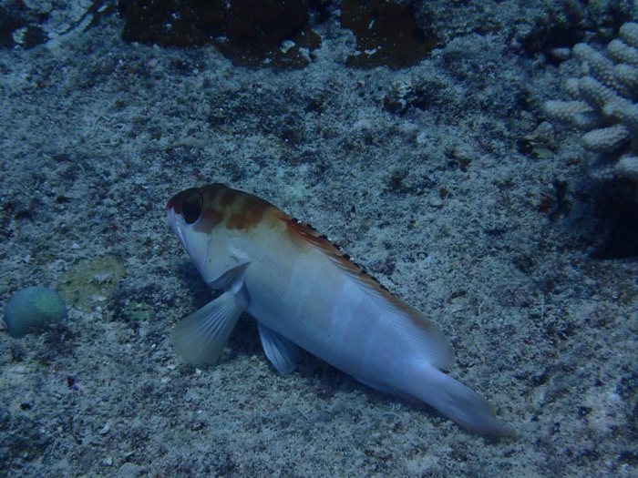 Epinephelus fasciatus