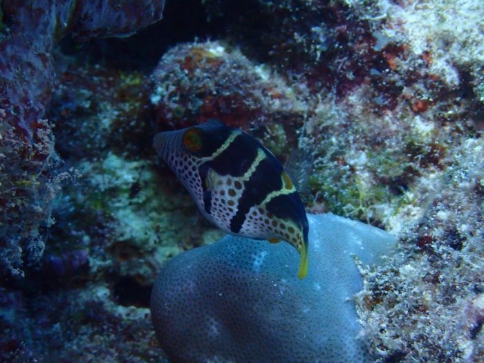 Canthigaster valentini