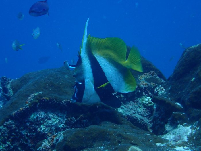Heniochus acuminatus