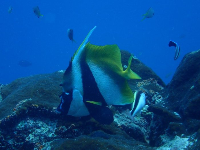 Heniochus acuminatus