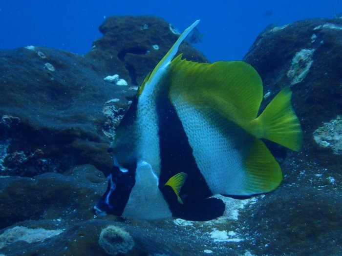 Heniochus acuminatus