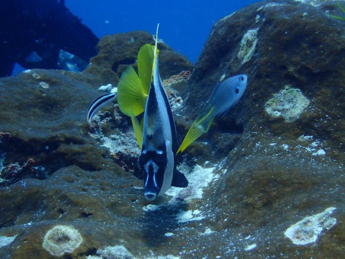 Heniochus acuminatus