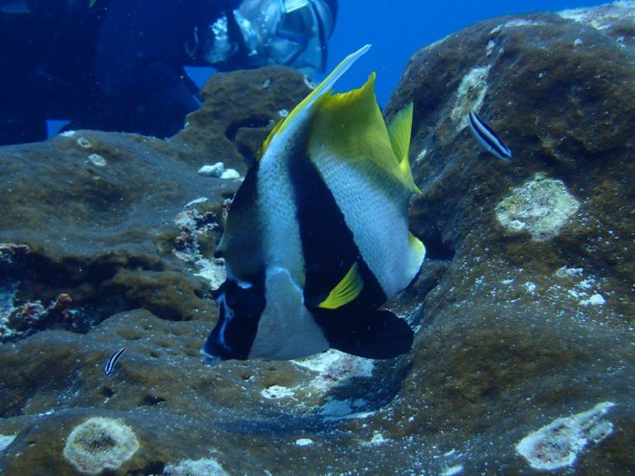Heniochus acuminatus