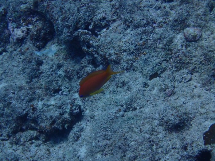 Pseudanthias squamipinnis