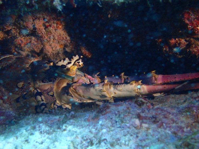 Langouste