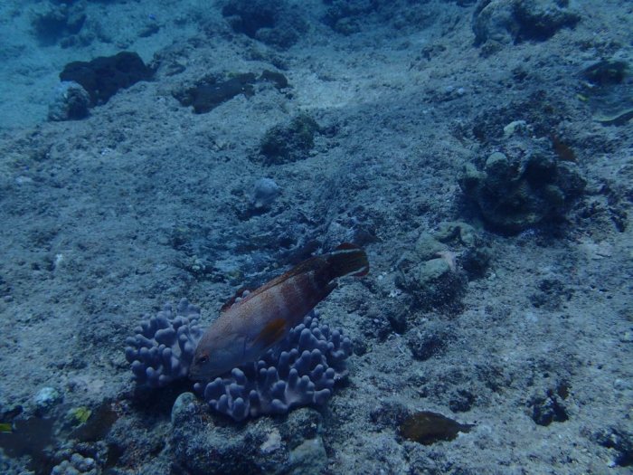 Epinephelus fasciatus