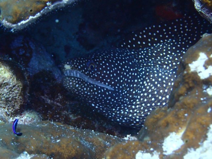 Murène à gueule blanche