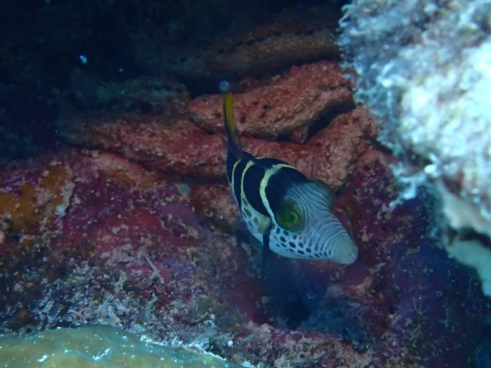 Canthigaster valentini
