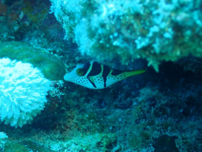 Canthigaster valentini